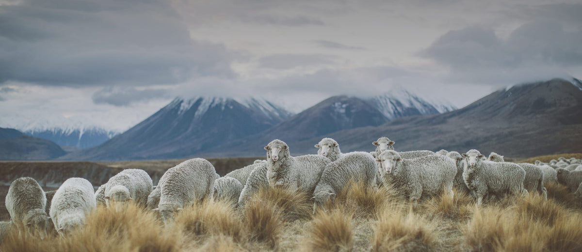 Merino